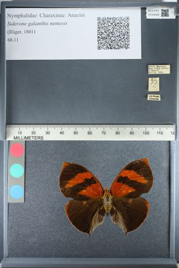 Media type: image;   Entomology 164083